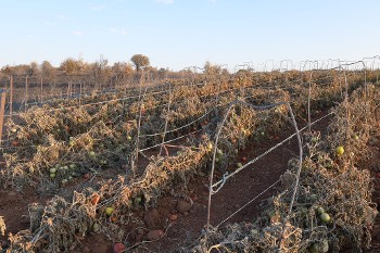 Κατεστραμμένη η φυτεία ντομάτας στις παρυφές της κοινότητας