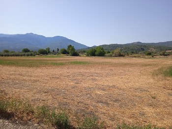 Εκτάσεις με τριφύλλι κατεστραμμένες