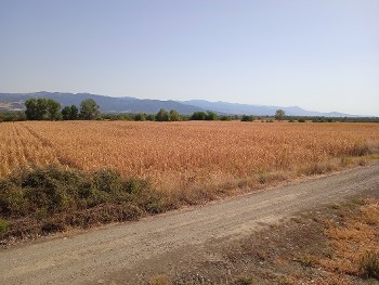 Ξεραμένη καλλιέργεια καλαμποκιού
