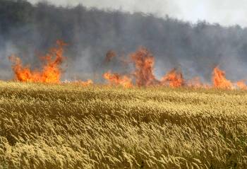 Κυριολεκτικά και μεταφορικά φωτιά έχουν πάρει τα σιτηρά όχι μόνον στη Ρωσία αλλά και διεθνώς...