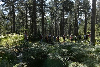 Πορεία μέσα στο δάσος προς το Νοσοκομείο