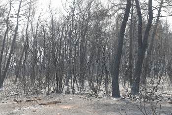 Μαύρο τοπίο στην κάτω πλευρά στην Τατοΐου στο ύψος της Βαρυμπόμπης