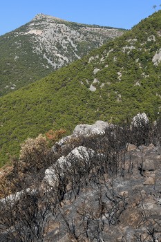 Τμήμα του Δρυμού της Πάρνηθας που γλίτωσε την περσινή πύρινη καταστροφή