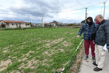 Ο Γ. Παπαβασίλης μας δείχνει την καταστροφή στα κηπευτικά