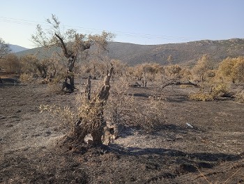 Τμήμα του ελαιώνα που έγινε στάχτη