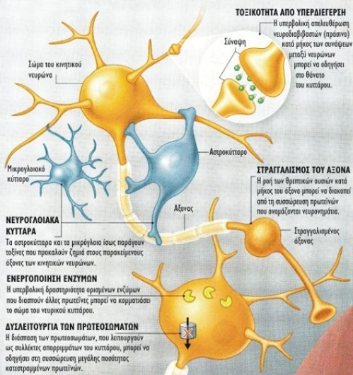 Η ΑΠΣ χτυπάει τους κινητικούς νευρώνες μέσω διάφορων μηχανισμών. Τα γειτονικά νευρογλοιακά κύτταρα, που κανονικά υποστηρίζουν τη λειτουργία των νευρώνων, ίσως να μην είναι αμέτοχα στην εμφάνιση της ασθένειας