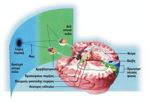 Τα σήματα από τον αμφιβληστροειδή πηγαίνουν προς τον πρωτεύοντα οπτικό φλοιό, διαμέσου του πλευρικού γονατώδους πυρήνα στον μεσεγκέφαλο και τελικά προς τις ανώτερες περιοχές συνειδητής επεξεργασίας. Τα νεύρα στέλνουν επίσης οπτικές πληροφορίες και σε περιοχές του μεσεγκεφάλου, όπως ο προσκέφαλος πυρήνας και ο ανώτερος colliculus. Αυτές οι περιοχές δεν φαίνεται να σχετίζονται με τη συνειδητή όραση, αλλά υπάρχουν σαφείς ενδείξεις ότι σχετίζονται με την τυφλή όραση