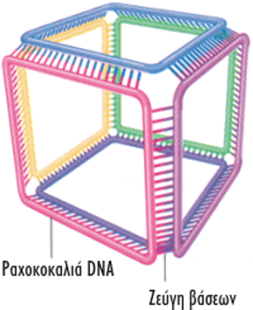 Ο κύβος που αναπαρίσταται στην εικόνα με δύο τρόπους, αποτελείται από 6 βρόχους DNA και απέδειξε ότι είναι δυνατή η κατασκευή τρισδιάστατων δομών με τη διπλή έλικα. Η κάθε πλευρά του κύβου αποτελείται από 20 νουκλεοτίδια, που αντιστοιχούν περίπου σε 2 πλήρεις στροφές της έλικας. Κάθε κορυφή είναι μια διασταύρωση με τρεις βραχίονες