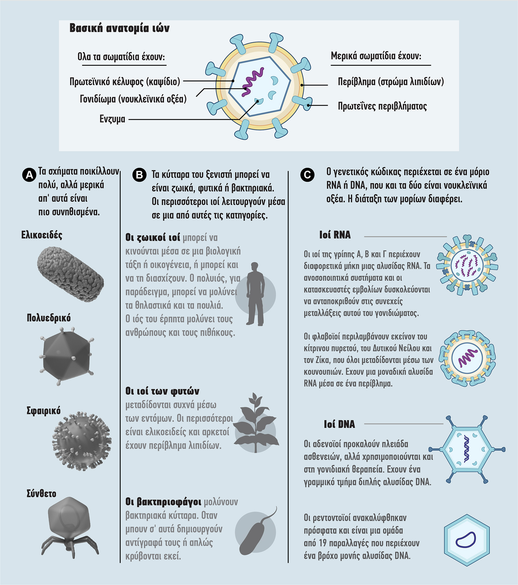 Οι ιοί είναι εξαιρετικά μικροσκοπικά βιολογικά σωματίδια, που απαρτίζονται από αλυσίδες RNA ή DNA, μέσα σε ένα πρωτεϊνικό κέλυφος. Μπορούν να αναπαραχθούν μόνο με τη βοήθεια του κυττάρου ξενιστή, που μολύνουν. Οι ιοί κατατάσσονται με βάση το σχήμα τους (A), το κύτταρο του ξενιστή (B) και τον γενετικό τους κώδικα (C)