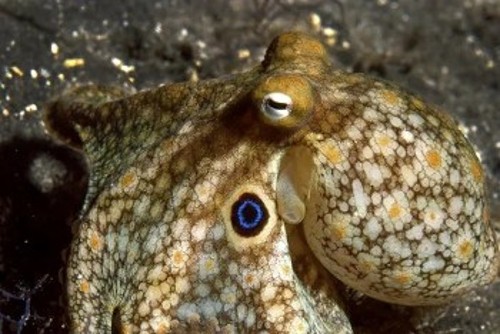 Το είδος χταποδιού Octopus bimaculoides, με τα δύο συμμετρικά σημάδια σαν μεγάλα μάτια, που μελέτησαν οι ερευνητές