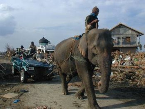 Οι ελέφαντες χρησιμοποιούνται για την εκκαθάριση των ερειπίων