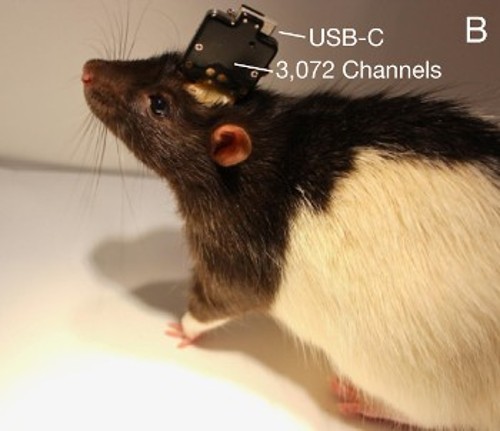 Πειραματόζωο με την εκδοχή του 2019 της συσκευής της Neuralink, που διέθετε και θύρα USB-C, κάνοντάς την μη πρακτική, αν και μπορούσε να προσφέρει ταχύτερη επικοινωνία μεταξύ εγκεφάλου και υπολογιστή