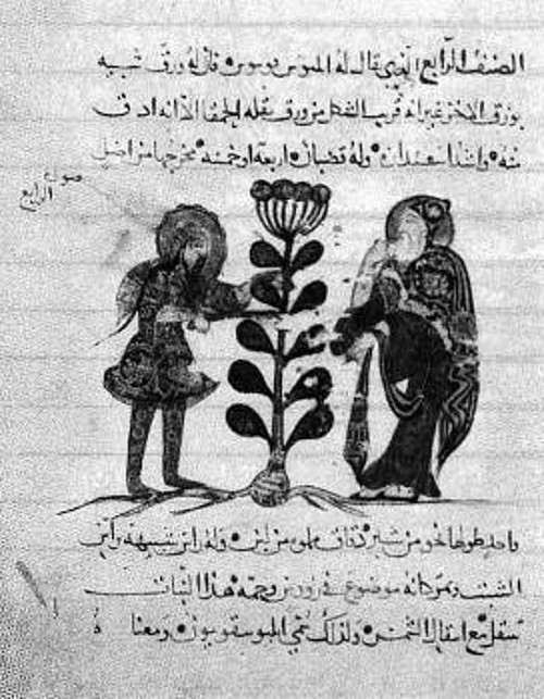 Γιατρός και βοηθός του, κόβουν φαρμακευτικό φυτό (Αραβικό χειρόγραφο, 12ος αιώνας)
