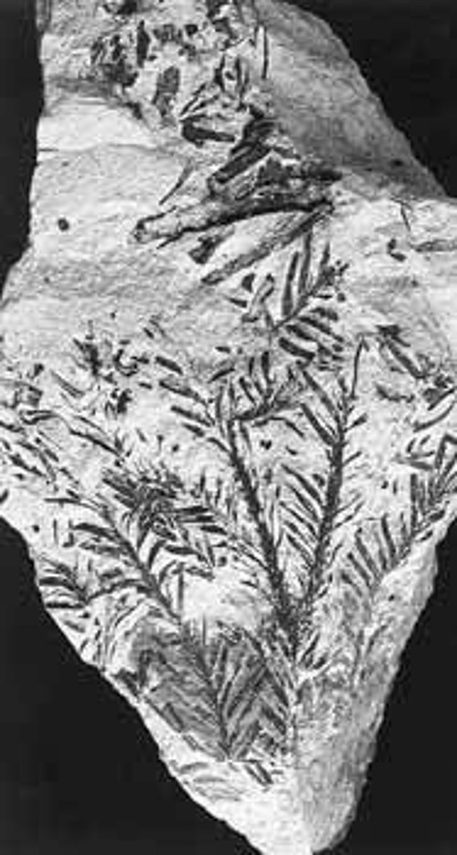 Αχειροποίητο αποτύπωμα φυτού πάνω σε λίθο, που θα το ζήλευε κάθε μεγάλος εικαστικός καλλιτέχνης