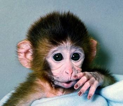 ANDi, ο πρώτος γενετικά τροποποιημένος πίθηκος. Ακολουθούν πειράματα σε ανθρώπους;
