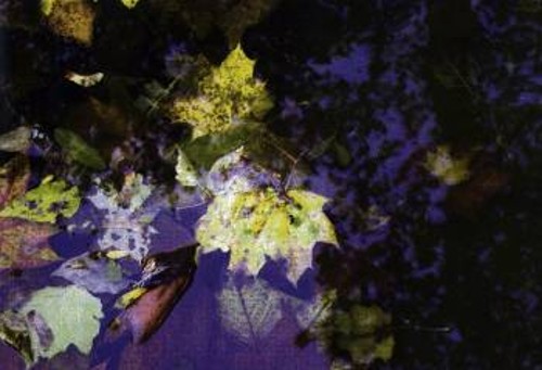 Η φωτογραφία των φύλλων μέσα σε μια λιμνούλα νερού δείχνει έντονα τη σημασία του χρώματος στην οπτική αντίληψη. Η αίσθηση του βάθους και οι περισσότερες λεπτομέρειες εξαφανίζονται σε μια ασπρόμαυρη εκδοχή της ίδιας φωτογραφίας
