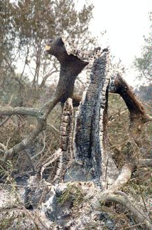 Μαζί με το δάσος κάηκαν και εκατομμύρια λιόδεντρα, πηγή επιβίωσης για πολλούς από τους κατοίκους της Πελοποννήσου