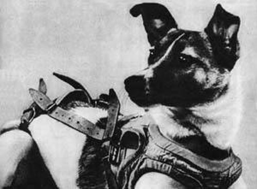 Η Λάικα, η σκυλίτσα που άνοιξε το δρόμο της διαστημικής πτήσης για τον άνθρωπο