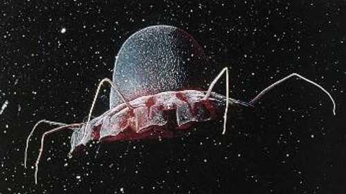 Η Ναυσιθόη, μια μέδουσα που ζει στα βάθη των θαλασσών, έχει σχήμα εξωγήινου διαστημόπλοιου, τουλάχιστον όπως το φαντάζονται συχνά οι... κατασκευαστές UFO (άγνωστης ταυτότητας ιπτάμενων αντικειμένων)