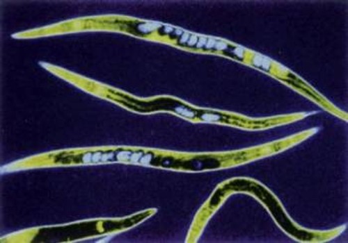 Τα μικροσκοπικά νηματώδη σκουλήκια C. elegans σχεδόν εξελίχτηκαν σε ένα διαφορετικό είδος που μπορεί να αντισταθεί σε θανατηφόρα βακτήρια