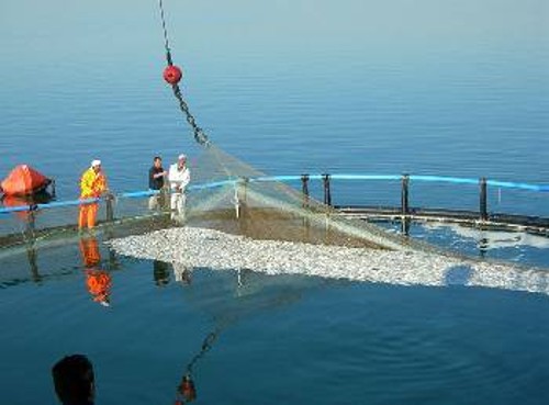 Εργάτες συλλέγουν νεκρά ψάρια