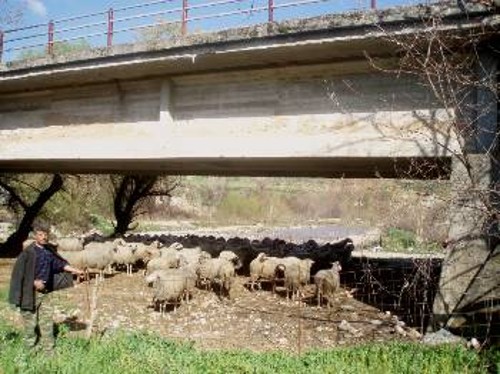 Είναι τέτοια η ...βοήθεια της κυβέρνησης προς τους μικρομεσαίους κτηνοτρόφους, που αναγκάζονται να σταβλίζουν τα πρόβατά τους ακόμη και κάτω από ...γέφυρες!
