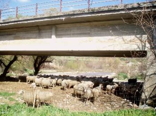 Μέχρι και ...γέφυρες επιστρατεύτηκαν - στη θέση των καμένων στάβλων - από τους κτηνοτρόφους για να προστατέψουν τα κοπάδια τους από τις καιρικές συνθήκες και τα άγρια ζώα