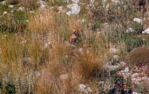 Στο όρος Αιγάλεω υπάρχουν αρκετές αλεπούδες που τους θερινούς μήνες κατεβαίνουν τη νύχτα μέχρι κάτω στην πόλη για να ψάξουν την τροφή τους στους κάδους των σκουπιδιών