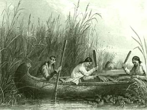 Γυναίκες σε συγκομιδή άγριου ρυζιού τον 19ο αιώνα