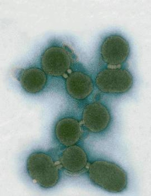 Εικόνα του ημι-συνθετικού βακτήριου