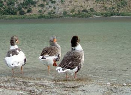 Οι πάπιες κολυμπούν στη λίμνη παρέα με τους επισκέπτες