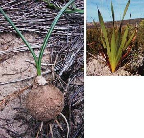 Τα υπόγεια όργανα αποθήκευσης ενέργειας ορισμένων φυτών (αριστερά) είναι γεμάτα με υδατάνθρακες κάποιες περιόδους του έτους. Η βλάστηση της νότιας ακτής της Αφρικής και κυρίως οι βολβοί των φυτών φυνμπό (πάνω) είναι ιδιαίτερα θρεπτικοί και ευκολόπεπτοι. Γι' αυτό θεωρείται ότι αποτέλεσαν βασικό στοιχείο της διατροφής των σύγχρονων ανθρώπων που έζησαν στην περιοχή κατά το παγετωνικό στάδιο 6