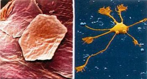 Μια νέα τεχνική μεταμορφώνει δερματικά κύτταρα (αριστερά) σε νευρώνες (δεξιά)