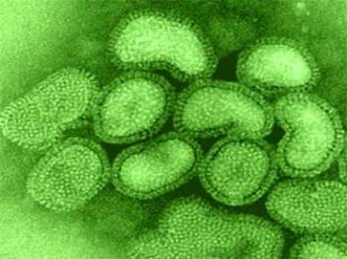 Ο ιός της γρίπης κάτω από το μικροσκόπιο