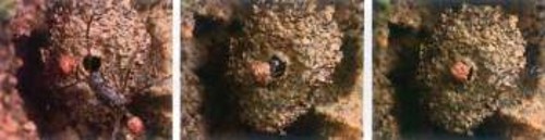 Το μυρμήγκι του γένους Stenamma (στο κέντρο) χρησιμοποιεί ένα χαλίκι ως πόρτα (δεξιά) για να εμποδίσει την είσοδο στη φωλιά του, ενός εχθρικού μυρμηγκιού του στρατού (αριστερά)