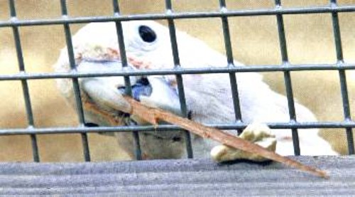 Εχοντας αποσπάσει ένα πελεκούδι από το ξύλινο πλαίσιο του κλουβιού του, ο παπαγάλος Φίγκαρο το χρησιμοποιεί για να φέρει κοντά του ένα κάσιους