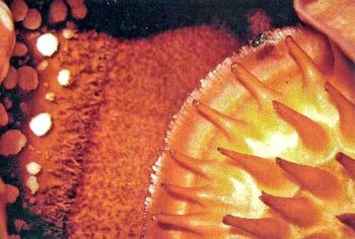 Η μύγα (πάνω δεξιά), που προσελκύεται από τη μυρωδιά σάπιας σάρκας, είναι το έντομο που γονιμοποιεί τα λουλούδια ραφλέσια