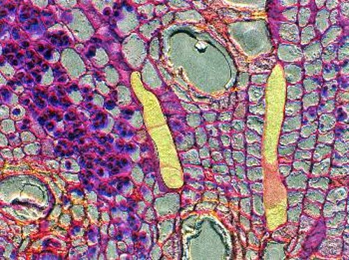 Κύτταρα της ραφλέσια (κίτρινο) εισβάλλουν και αρχίζουν να αναπτύσσονται μέσα στον ιστό του αμπελιού Τετράστιγμα