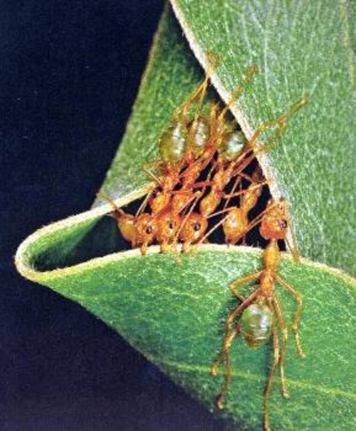 Πράσινα μυρμήγκια των δέντρων χρησιμοποιούν ίνες από μετάξι, που εκκρίνουν για να «ράψουν» φύλλα, ώστε να σχηματίσουν φωλιά