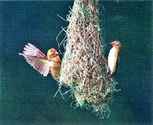 Το πουλί υφαντής κατασκευάζει τη φωλιά του από υλικά, όπως το γρασίδι και τα φύλλα φοίνικα