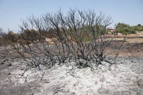 Σχεδόν το 90% των μαστιχόδεντρων στην περιοχή της πυρκαγιάς, καταστράφηκαν