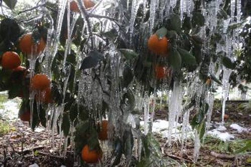 Ο παγετός που προκάλεσαν σε γεωργικές καλλιέργειες οι χιονοπτώσεις των τελευταίων ημερών έρχεται να προστεθεί στις τεράστιες καταστροφές σε όλη τη διάρκεια του 2016 (φωτ. από εσπεριδοειδή στην Αργολίδα)