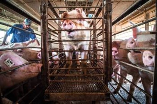 Οι συνθήκες εκτροφής των ζώων στην καπιταλιστική οικονομία ευνοούν τη διάδοση μικροβιακών λοιμώξεων και για να εξασφαλιστεί το κέρδος που αναμένουν τα μονοπώλια κρέατος και οι καπιταλιστικές επιχειρήσεις της υπαίθρου, γεμίζουν τα ζώα με αντιβιοτικά