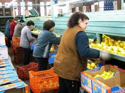 Στα συσκευαστήρια λαχανικών και φρούτων όλης της χώρας, το προϊόν της μεταποίησης μπορεί να αλλάζει, όχι όμως και η εντατικοποίηση της δουλειάς, που είναι κοινή σε όλες τις επιχειρήσεις του κλάδου