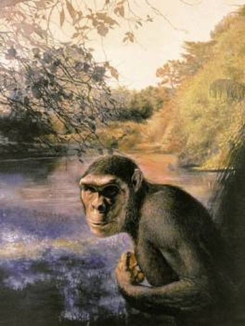 Ανθρωπος ή πίθηκος; Σ' αυτή την καλλιτεχνική απόδοση του ζώου ο Σαχελάνθρωπος του Τσαντ μαζεύει φρούτα σε μια δασώδη περιοχή, γύρω από τη λίμνη Τσαντ. Επειδή έχουν βρεθεί μόνο κρανιακά οστά, η απόδοση του σώματος βασίζεται σε εικασίες