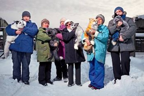 Εξημερωμένες αλεπούδες, με διαφορετικά εξωτερικά χαρακτηριστικά, ποζάρουν μαζί με τους ερευνητές στις εγκαταστάσεις του πειράματος στη Σιβηρία