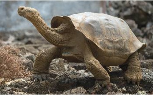 Το εμβληματικό είδος των νησιών Γκαλαπάγκος, η γιγαντιαία χελώνα της Φλορεάνα. Οταν οδηγήθηκε σε πλήρη εξαφάνιση, οι βιολόγοι βρήκαν ένα πολύ συγγενικό είδος στην Ισαβέλα και το επανεισήγαγαν στη Φλορεάνα