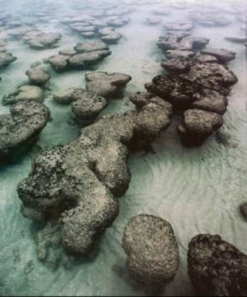 Αυτοί οι στρωματόλιθοι, στο Σαρκ Μπέι της δυτικής Αυστραλίας, συντίθενται από γαλαζοπράσινες άλγες και τα υποπροϊόντα τους. Οι πρώτοι στρωματόλιθοι εμφανίζονται πριν από 3 δισεκατομμύρια χρόνια. Σύγχρονοι στρωματόλιθοι συναντώνται επίσης στις Μπαχάμες και στα έλη της Φλόριντα των ΗΠΑ