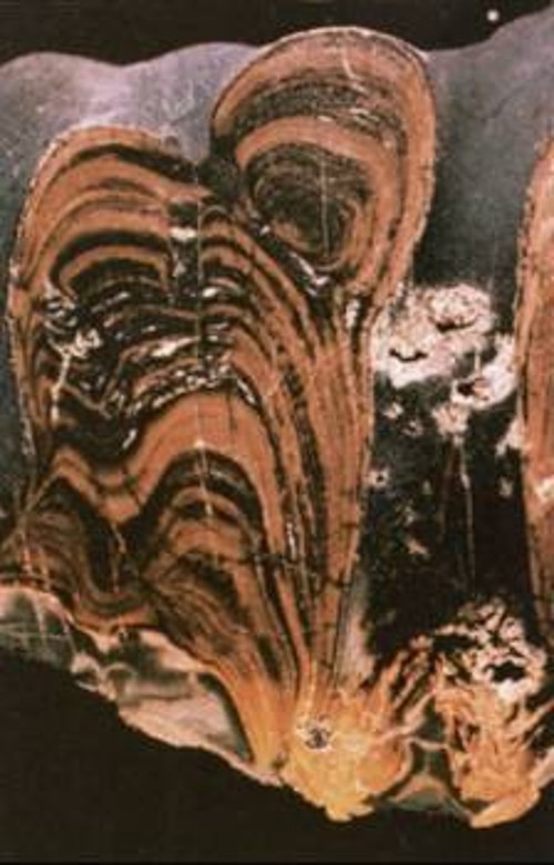 Μια τομή απολιθωμένου στρωματόλιθου αποκαλύπτει στρώματα ιζημάτων και ανθρακικού ασβεστίου. Οι γαλαζοπράσινες άλγες εκκρίνανε το ανθρακικό ασβέστιο χάρη στο οποίο διατηρήθηκε ο σχηματισμός