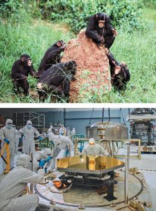 Εκτός από τους ανθρώπους και οι χιμπατζήδες χρησιμοποιούν εργαλεία, όπως οι εικονιζόμενοι που με κλαδιά βγάζουν τερμίτες από τη φωλιά τους. Οι νεότεροι μαθαίνουν τη χρήση αυτών των εργαλείων, μιμούμενοι τους μεγαλύτερους. Τα εργαλεία όμως οι χιμπατζήδες τα βρίσκουν έτοιμα στη φύση, δεν τα διατηρούν, ούτε τα εξελίσσουν. Οι άνθρωποι μέσα στην κοινωνία μεταδίδουν με ακρίβεια τη γνώση για τη χρήση και κατασκευή εργαλείων, φτιάχνοντας όλο και πιο σύνθετες τεχνολογίες